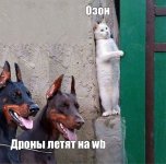 gj2x3giz_lg.jpg
